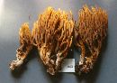 Ramaria testaceoflava image