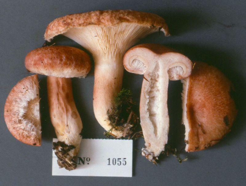 Lactarius torminosus image