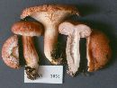 Image of Lactarius torminosus