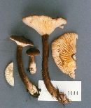 Lactarius gerardii image