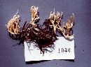 Ramaria gracilis image