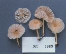 Marasmius palmivorus image