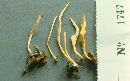 Clavaria flavipes image