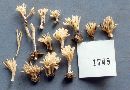 Tremellodendropsis semivestita image