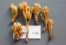 Ramaria pancaribbea image