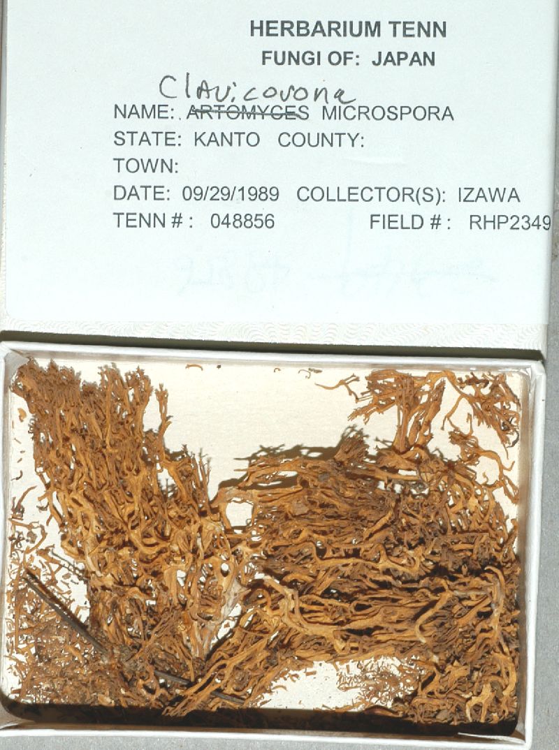Artomyces microsporus image
