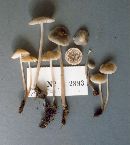 Mycena subcaerulea image