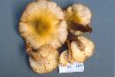 Armillaria limonea image