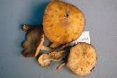 Armillaria novae-zelandiae image