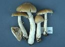 Cortinarius caperatus image