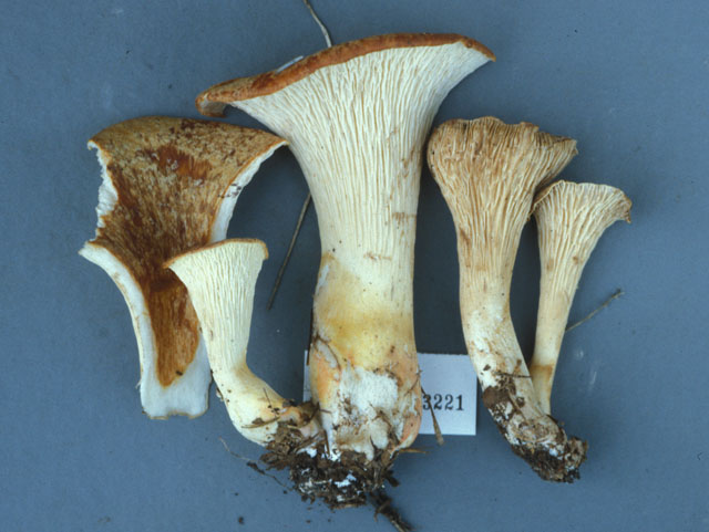 Gomphus fujisanensis image