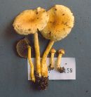 Hypholoma fasciculare var. fasciculare image