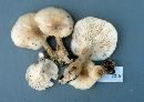 Pleurotus elongatipes image