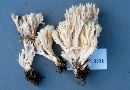 Clavulina coralloides image