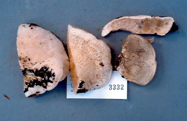 Gloeostereum incarnatum image