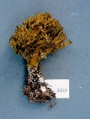 Ramaria ochrochlora image