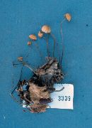 Marasmius pulcherripes image