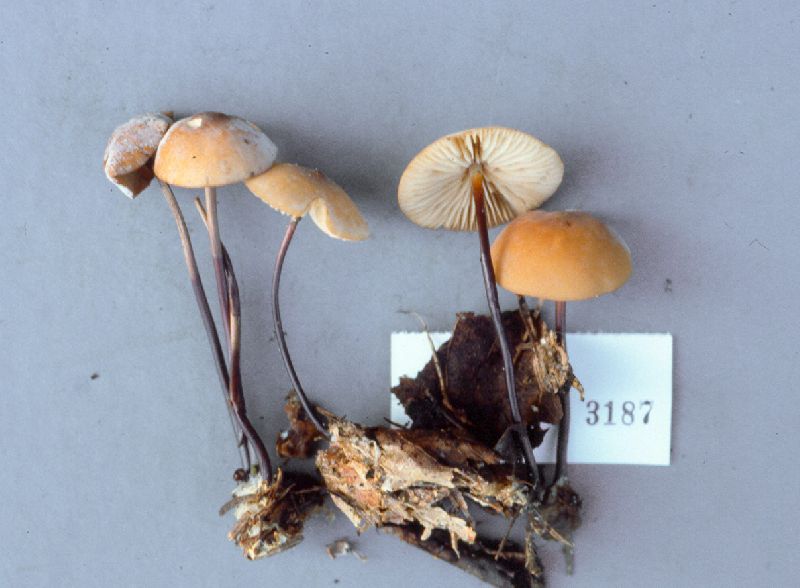 Marasmius cystidiosus image