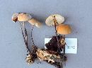 Image of Marasmius cystidiosus