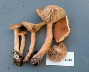 Lactarius camphoratus image