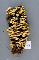 Hypholoma fasciculare var. fasciculare image