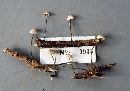 Marasmius palmivorus image