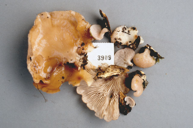 Pleurotopsis longinqua image