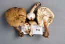 Armillaria novae-zelandiae image