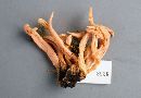 Clavaria phoenicea image