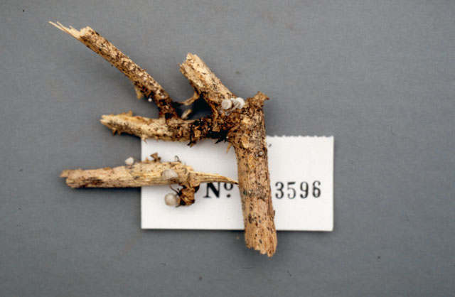 Gliocephalis image