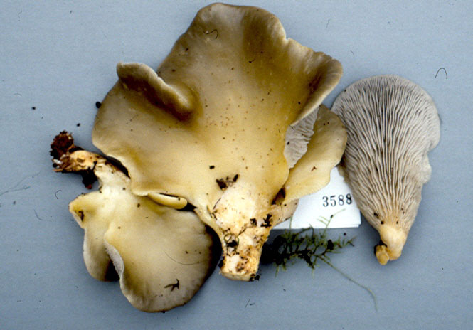 Pleurotus rattenburyi image