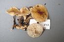 Marasmius palmivorus image