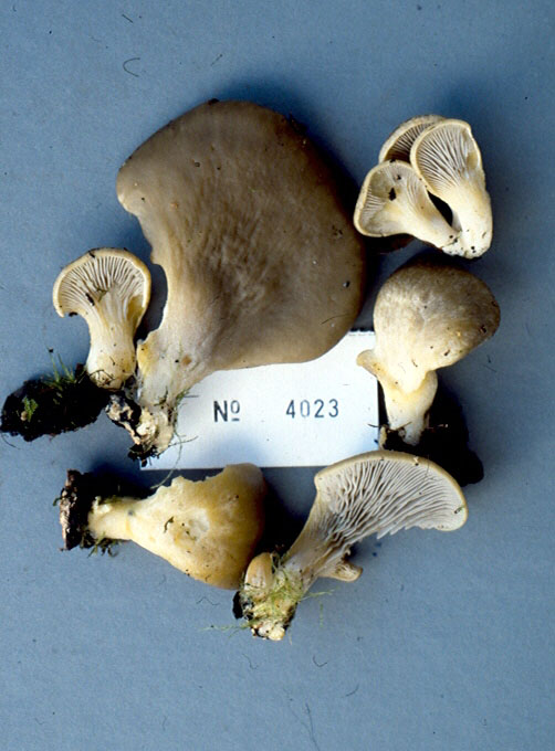 Pleurotus rattenburyi image