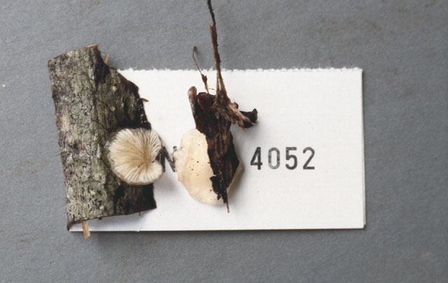 Hohenbuehelia approximans image