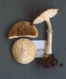 Amanita porphyria image