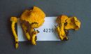 Pholiota flammans image