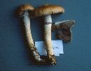 Stropharia hornemannii image