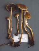 Leratiomyces squamosus var. squamosus image