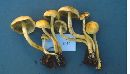 Hypholoma fasciculare var. fasciculare image