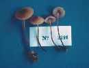 Marasmius cohaerens image