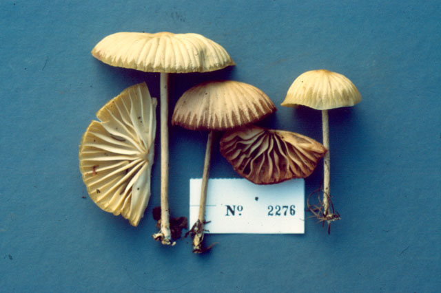 Marasmius maximus image