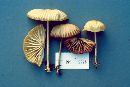 Marasmius maximus image