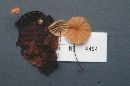 Marasmius decipiens image