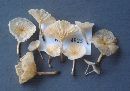 Hemimycena candida image