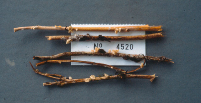 Amyloflagellula pseudoarachnoidea image