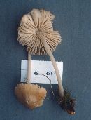 Mycena macrocystidiata image