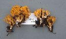 Ramaria myceliosa image