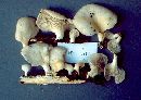 Pleurotus pulmonarius image