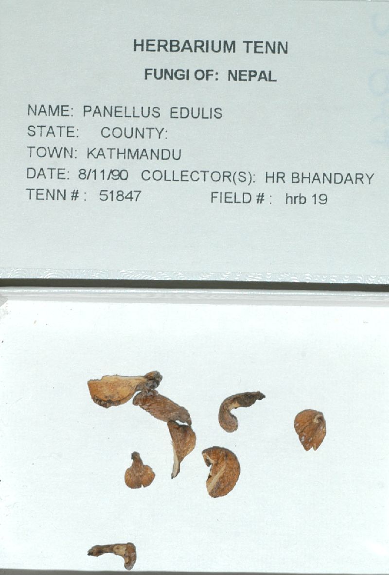 Panellus edulis image