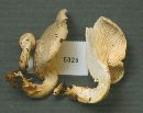 Pleurotus dryinus image